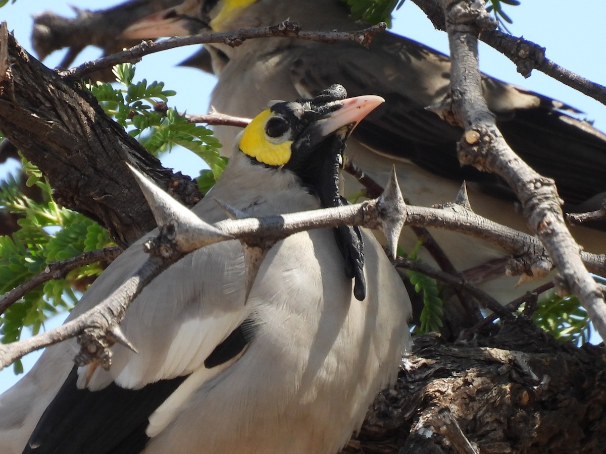 トサカムクドリ - ML644213993