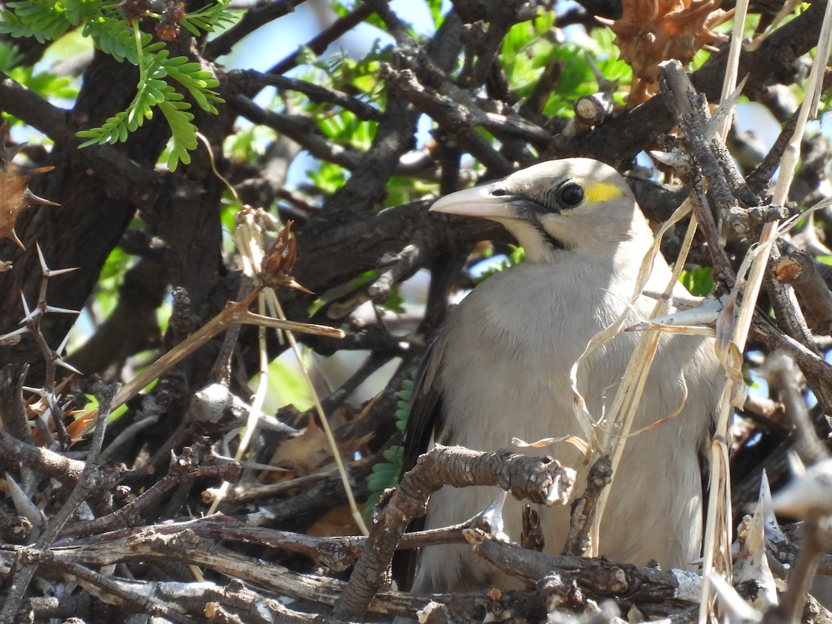 トサカムクドリ - ML644213994