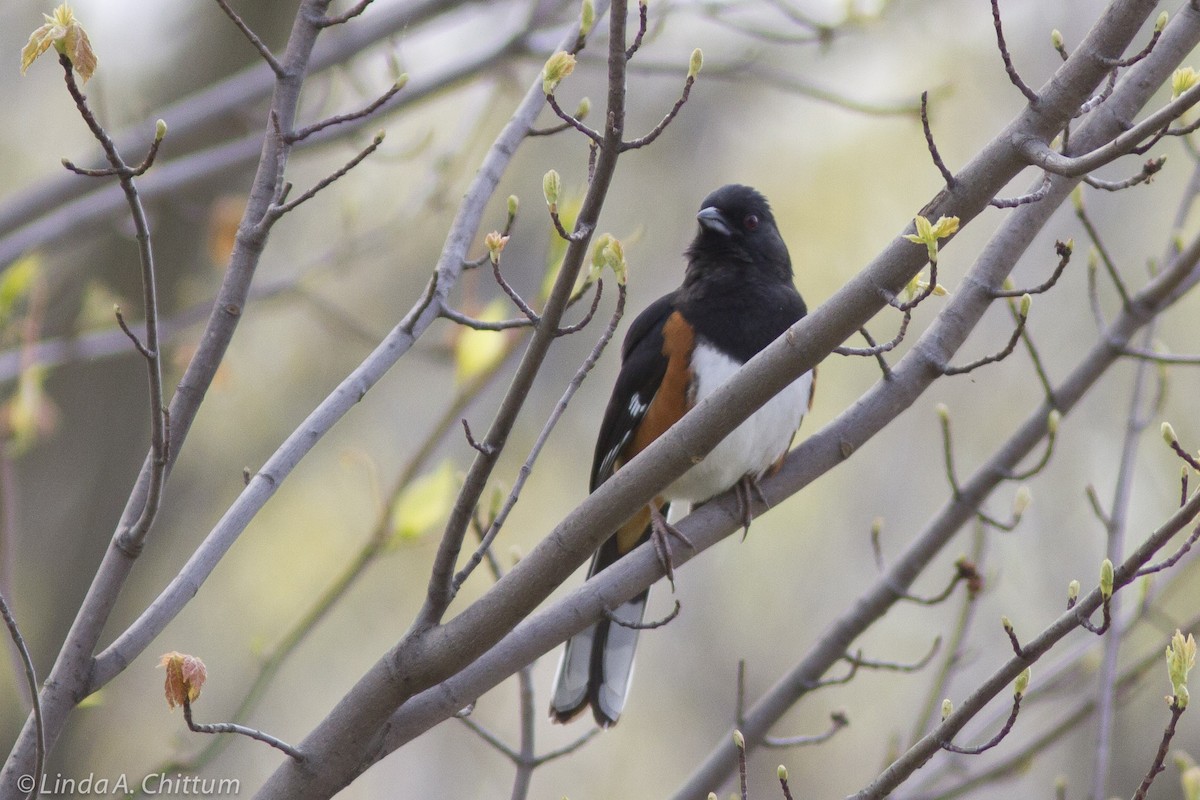Eastern Towhee - ML644213996