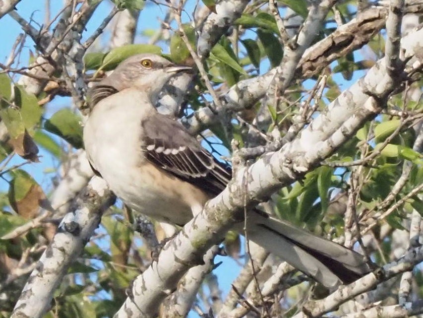 Northern Mockingbird - ML644213999
