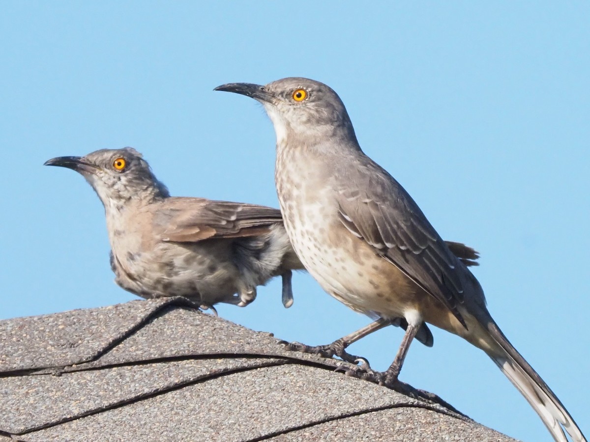 Curve-billed Thrasher - ML644214006