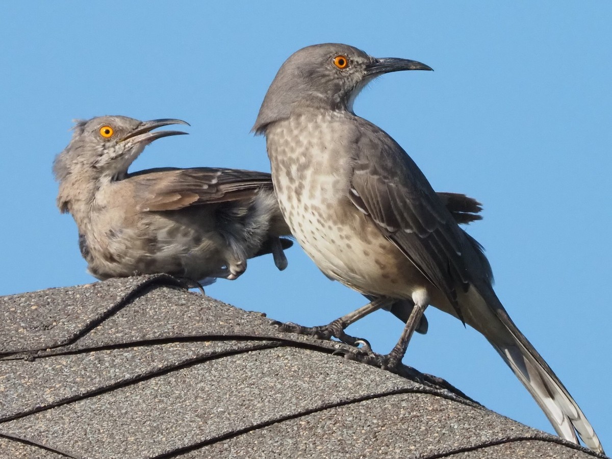 Curve-billed Thrasher - ML644214007