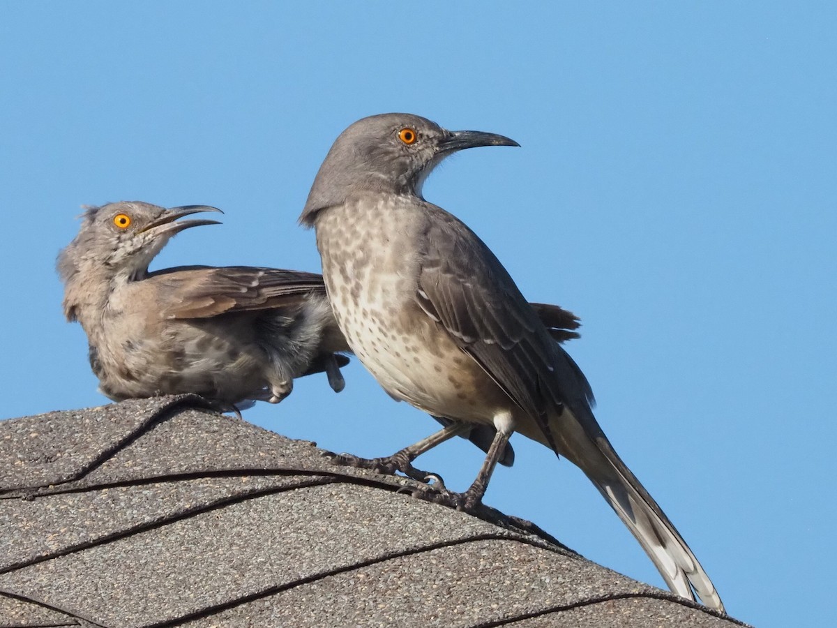 Curve-billed Thrasher - ML644214008