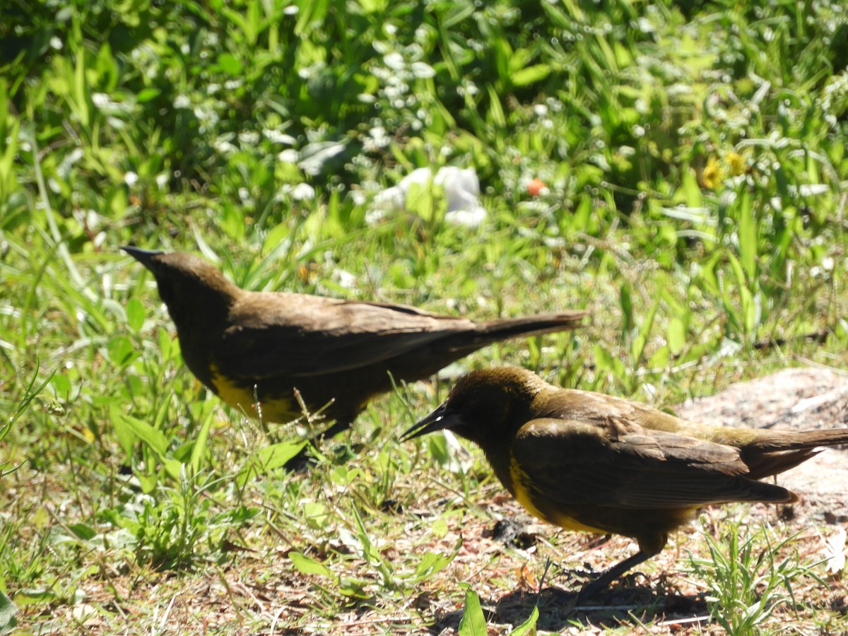 brungumptrupial - ML644214018