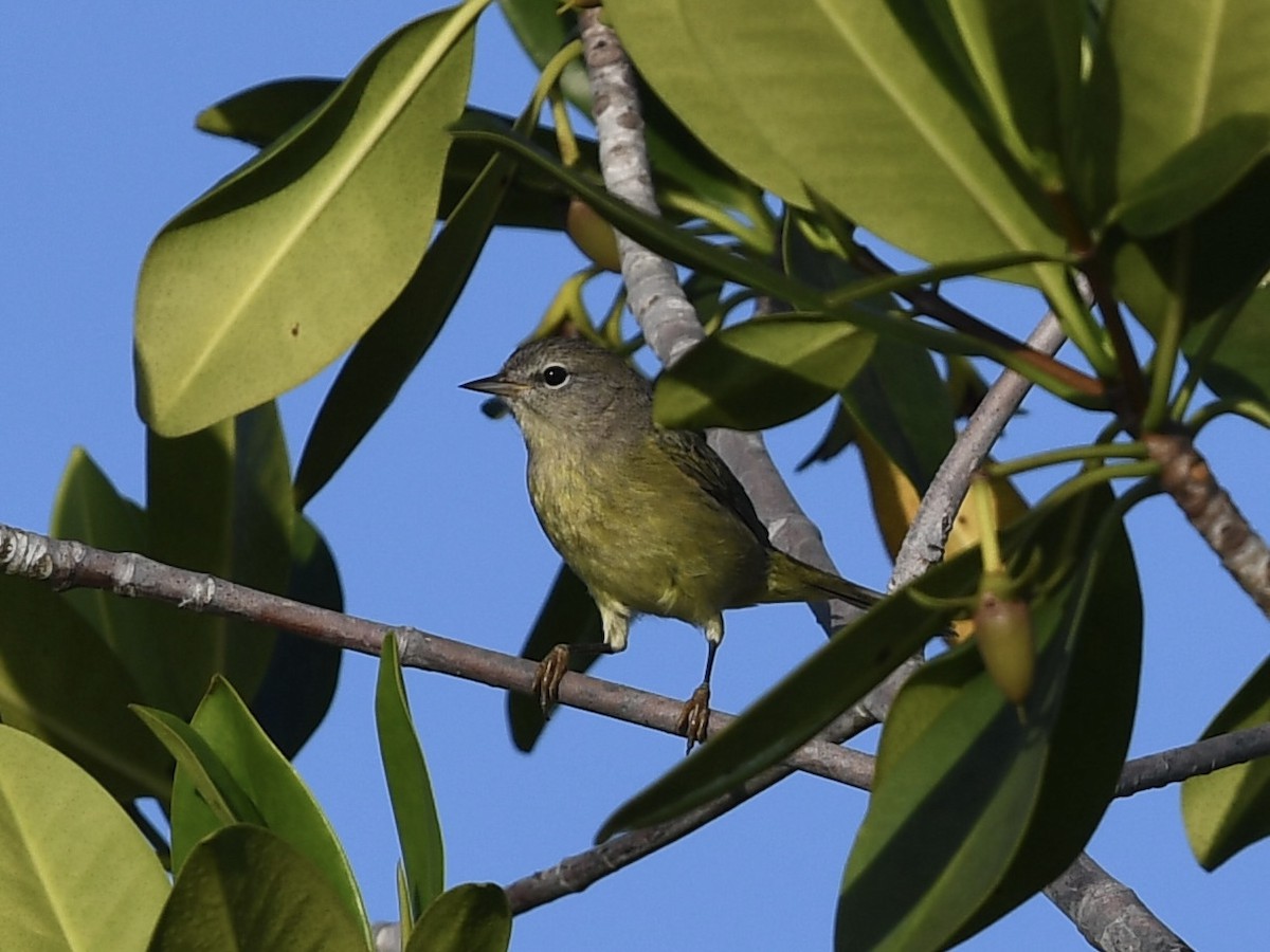 Reinita Coroninaranja - ML644214026