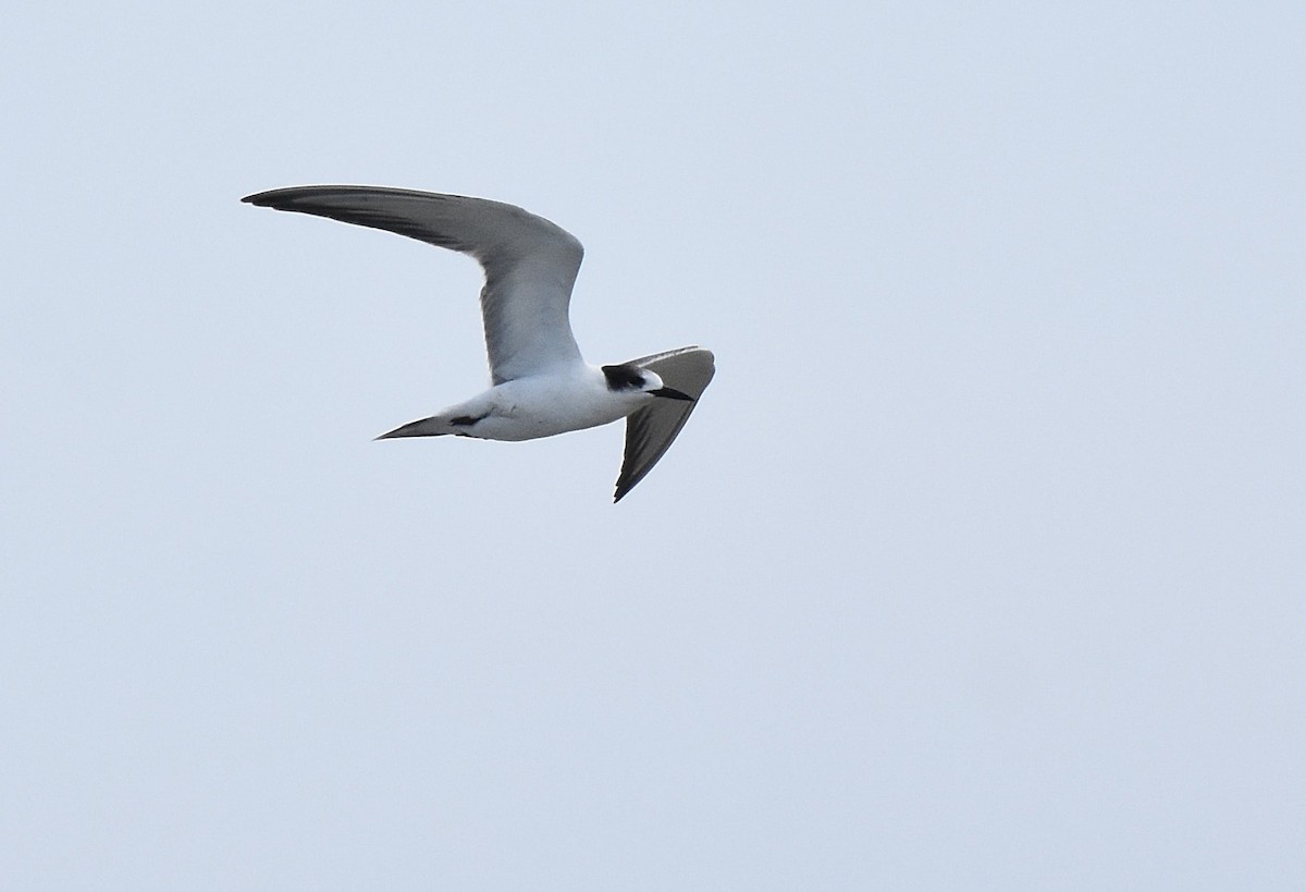 Common Tern - ML644214033