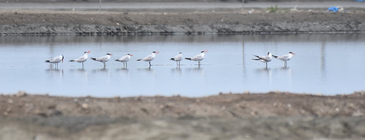 Caspian Tern - ML644214044