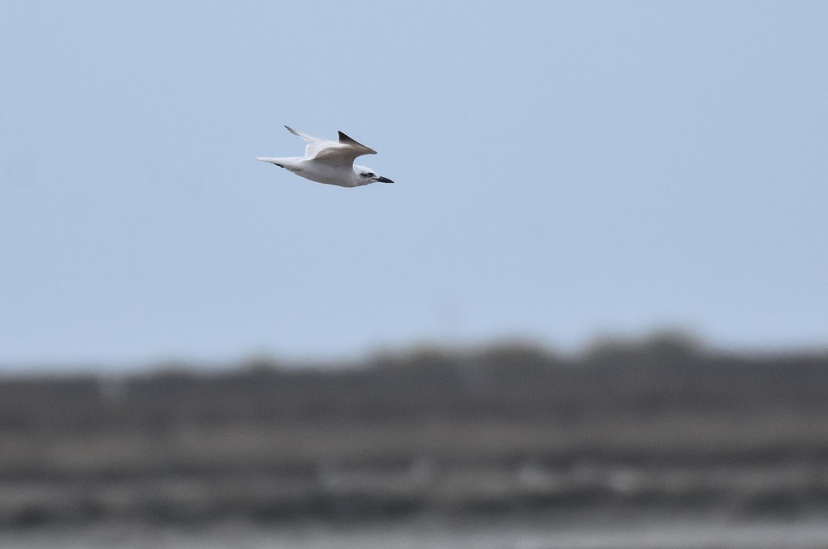 Gull-billed Tern - ML644214060