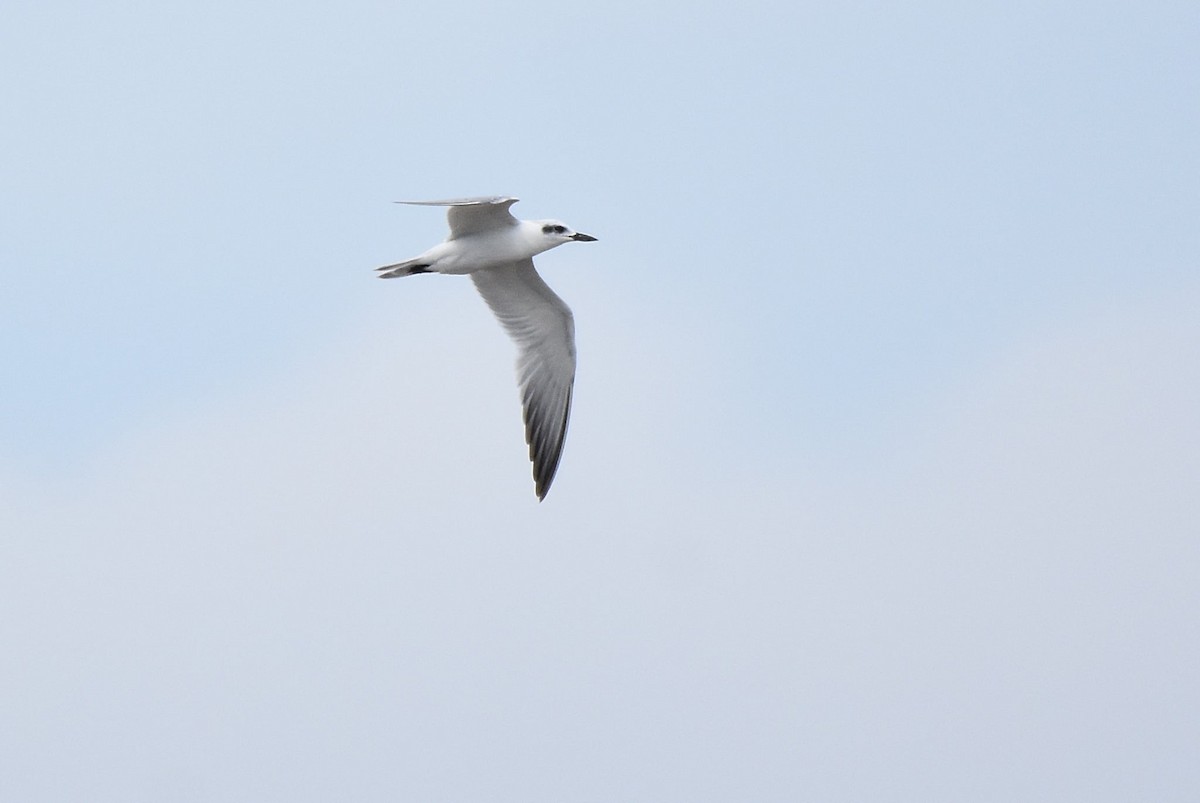 Gull-billed Tern - ML644214061