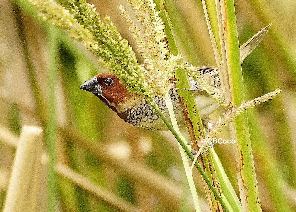 シマキンパラ - ML644214071