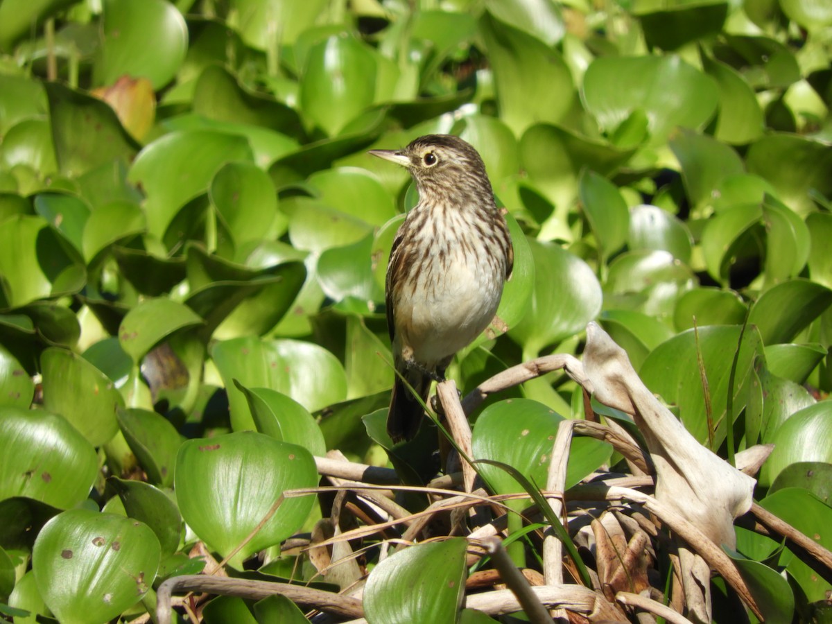 Spectacled Tyrant - ML644214087