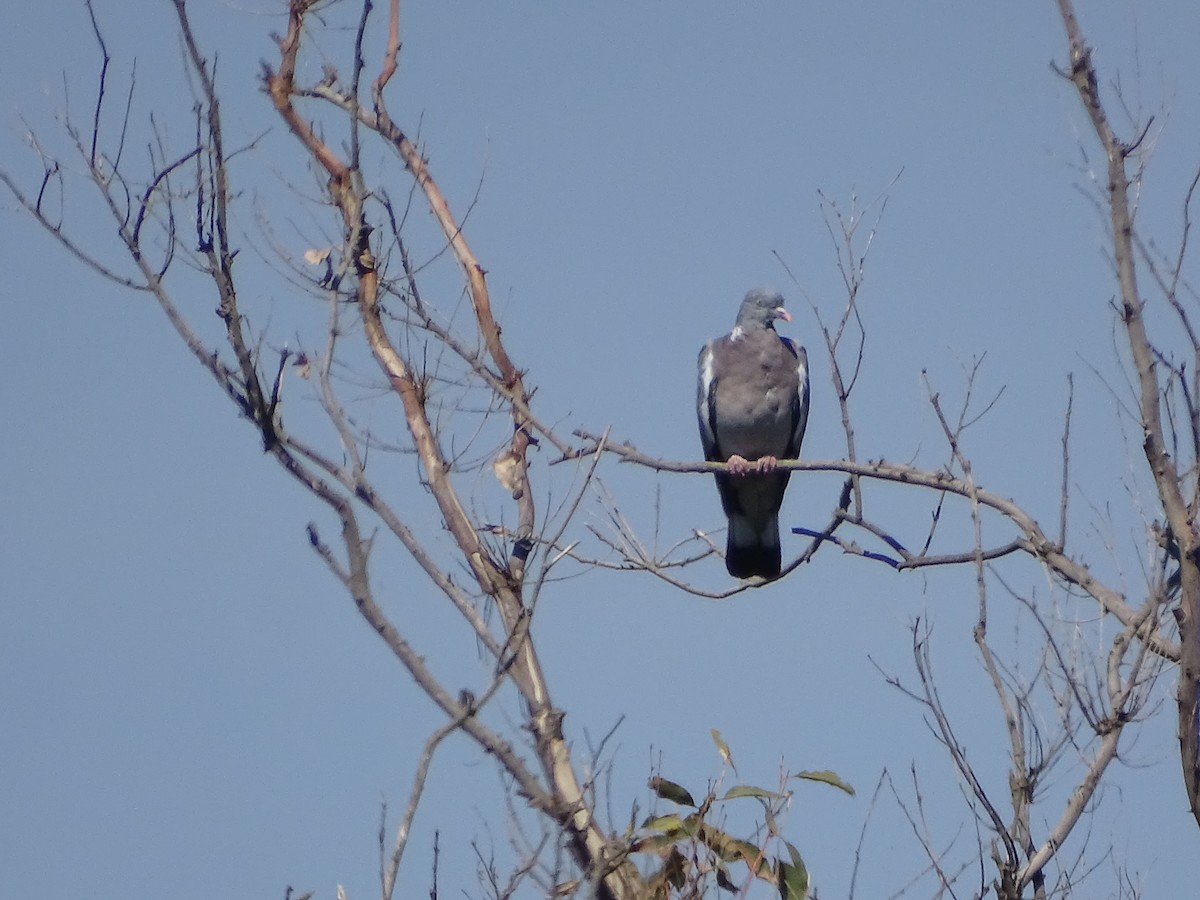 Tahtalı - ML644214110