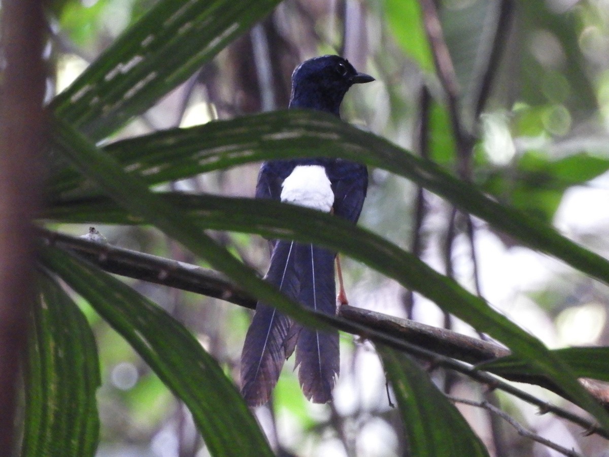White-rumped Shama (White-rumped) - ML644214112