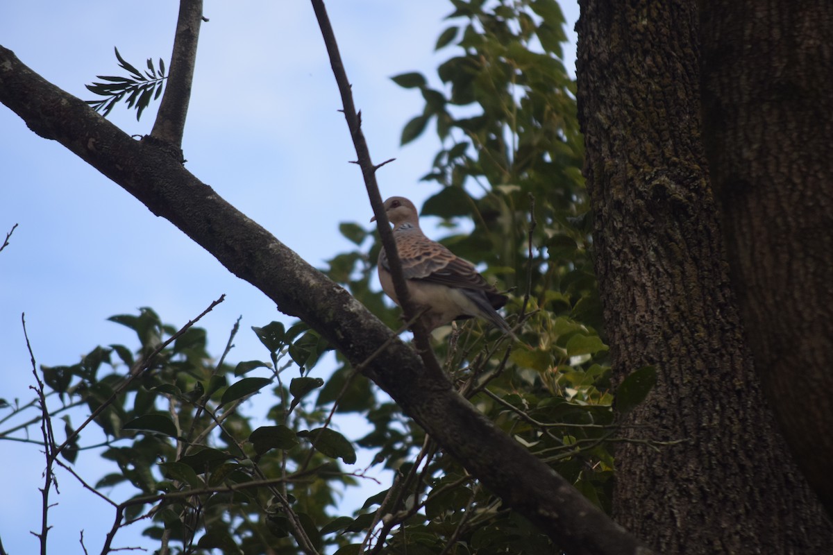 Oriental Turtle-Dove - ML644214121