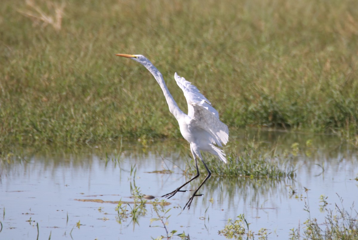 Silberreiher - ML644214155