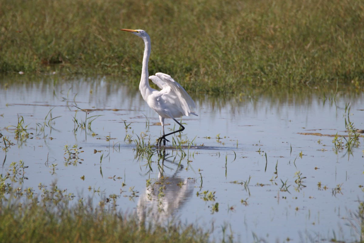 Silberreiher - ML644214156