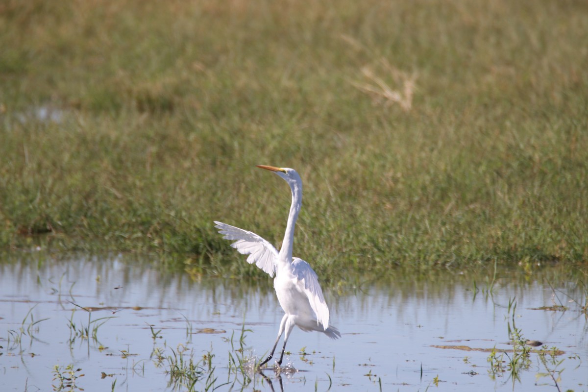 Silberreiher - ML644214157