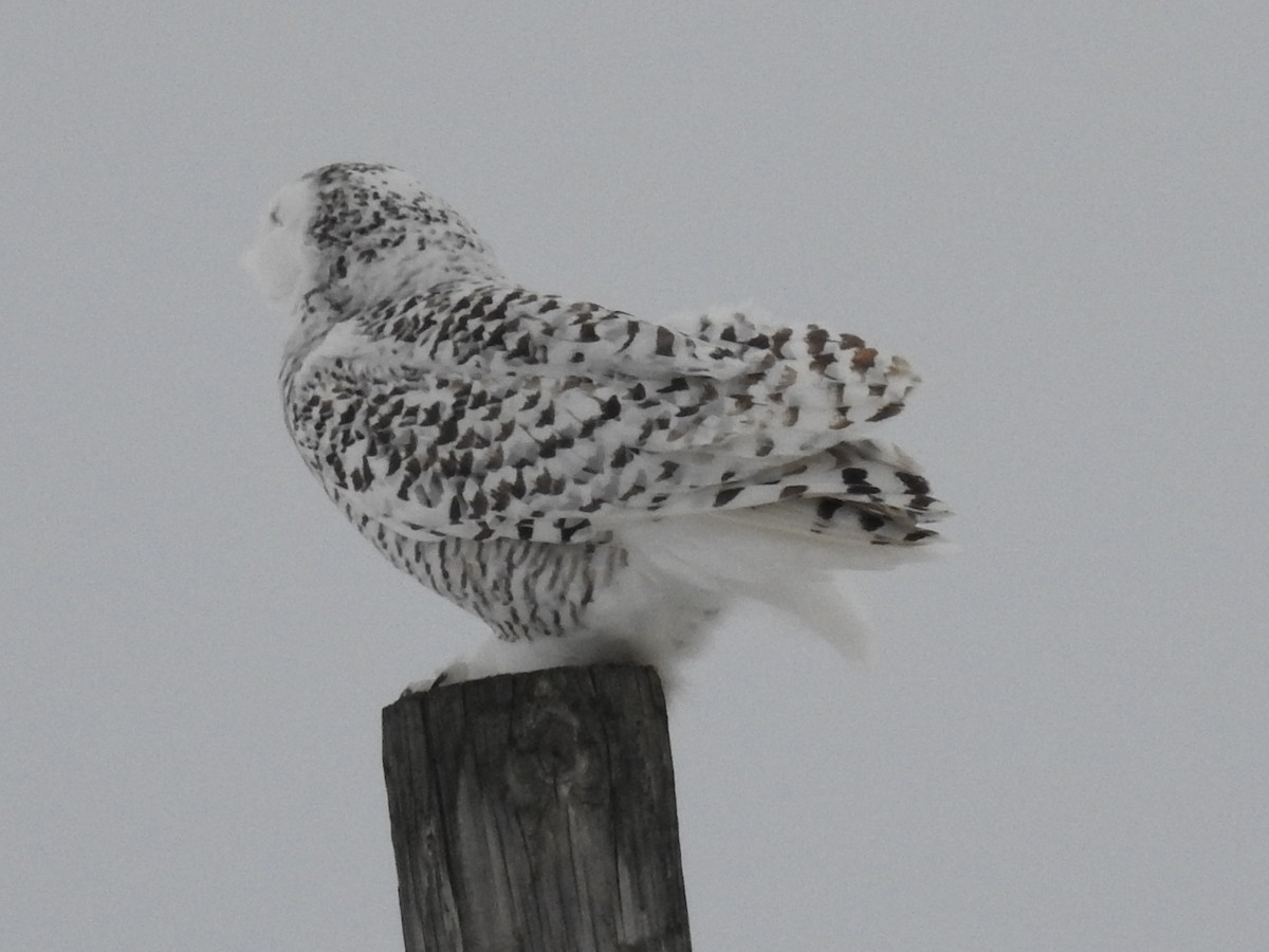 Harfang des neiges - ML644214159