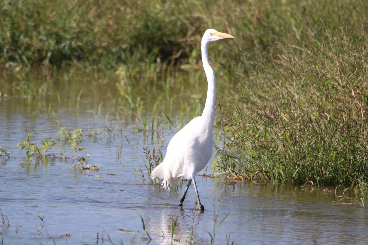 Silberreiher - ML644214174