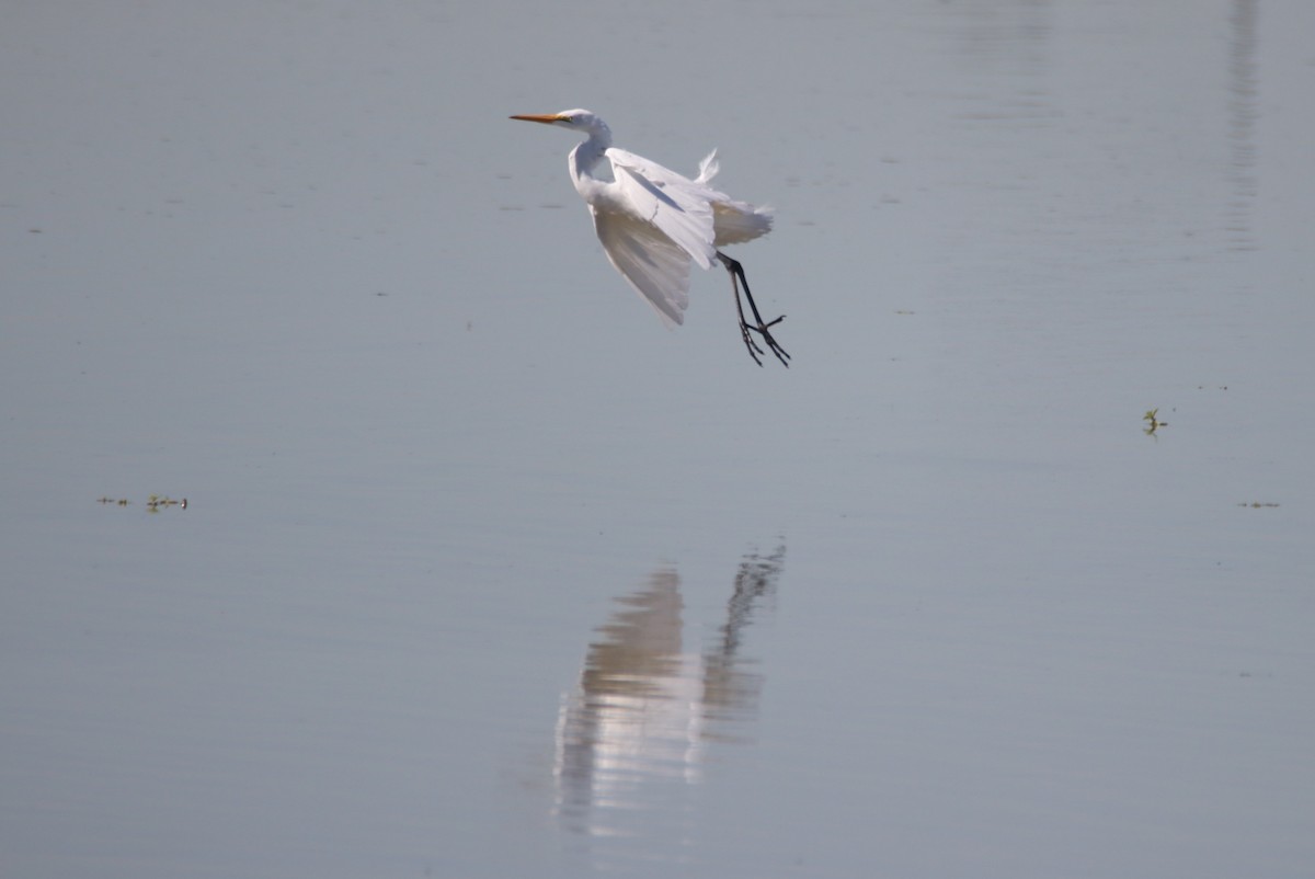 Silberreiher - ML644214177