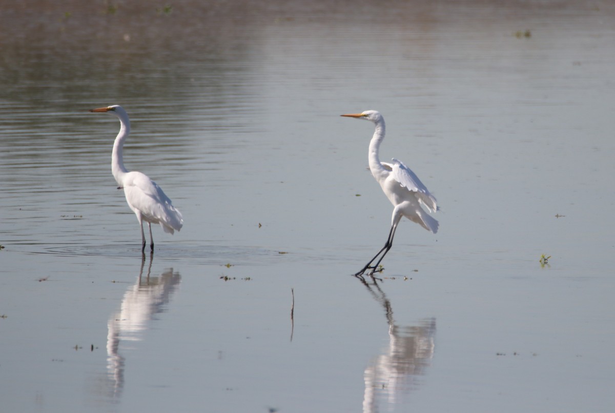 Silberreiher - ML644214178