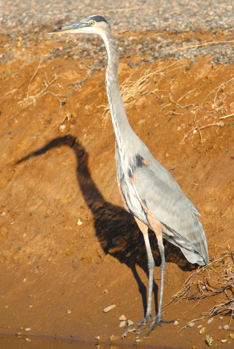 Kanadareiher - ML644214183