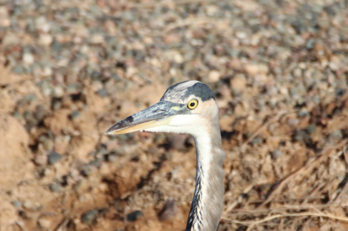 Kanadareiher - ML644214186