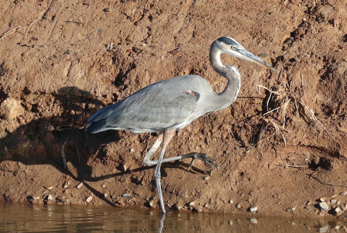 Kanadareiher - ML644214190