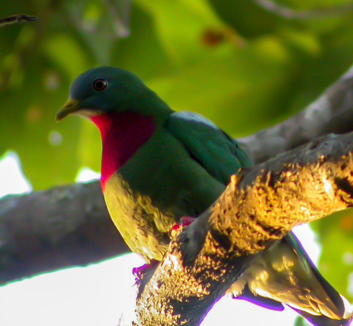 Claret-breasted Fruit-Dove - ML644214197