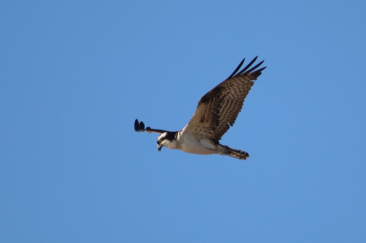 Fischadler - ML644214199