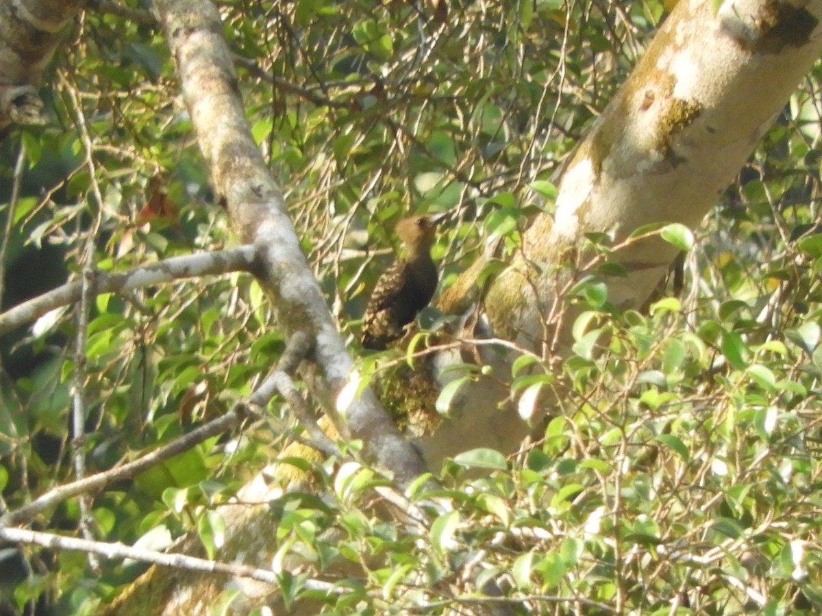 Buff-rumped Woodpecker - ML644214202