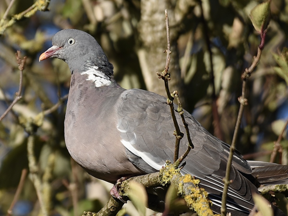 Tahtalı - ML644214206