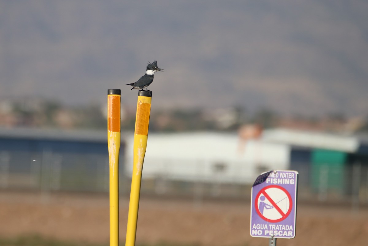 Gürtelfischer - ML644214213