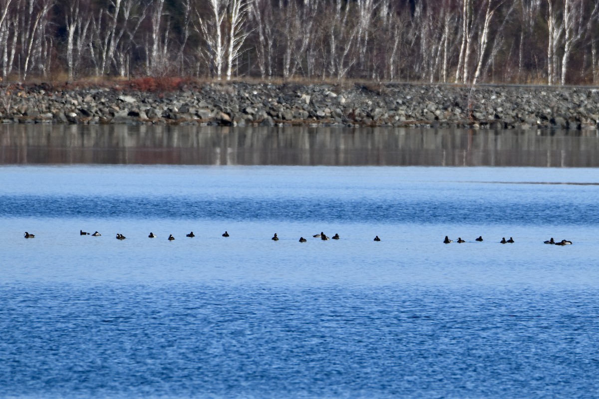 Lesser Scaup - ML644214220