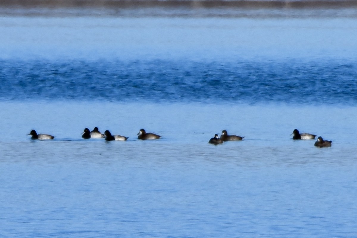 Lesser Scaup - ML644214221