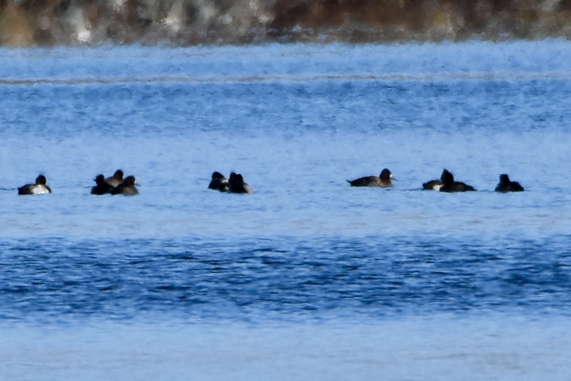 Lesser Scaup - ML644214222