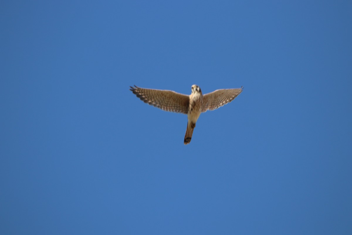 Buntfalke - ML644214223