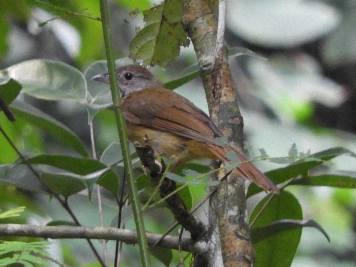 Grauwangenbülbül - ML644214227