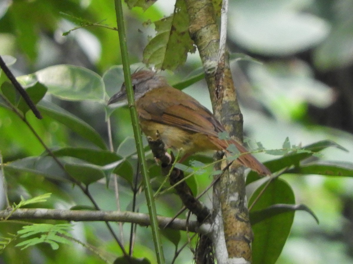 Grauwangenbülbül - ML644214229