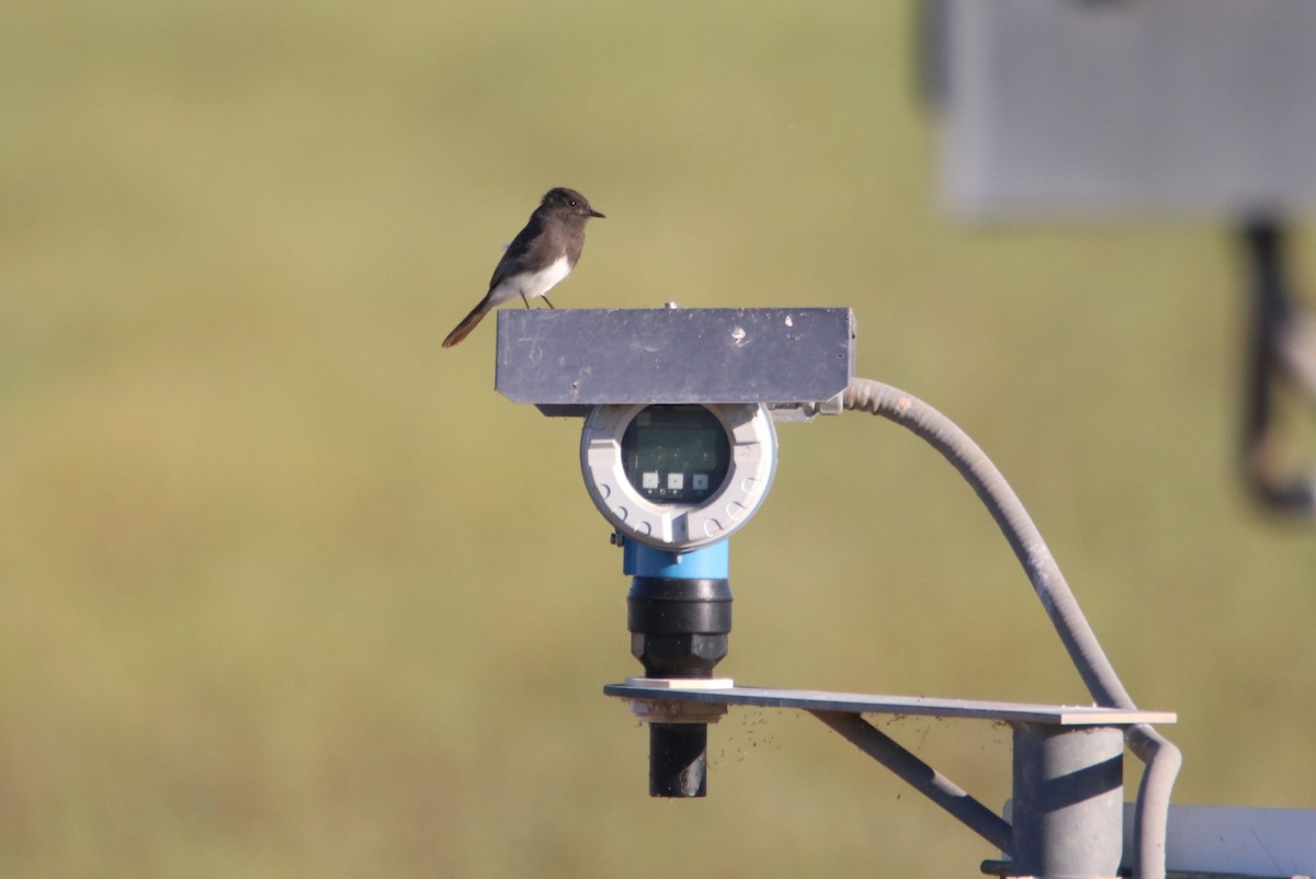 Schwarzkopf-Phoebetyrann - ML644214233