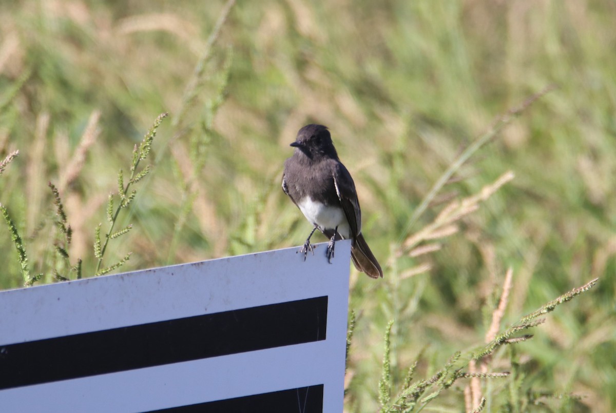 Schwarzkopf-Phoebetyrann - ML644214244