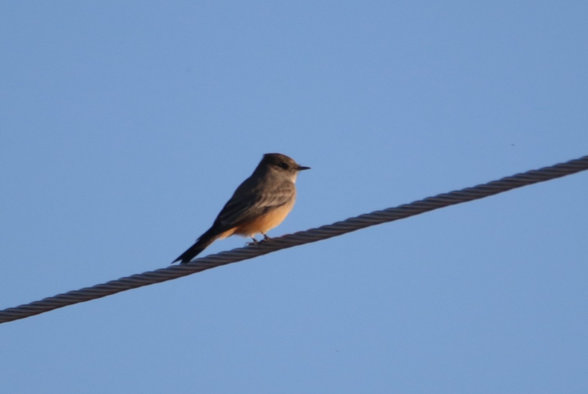 Zimtbauch-Phoebetyrann - ML644214247