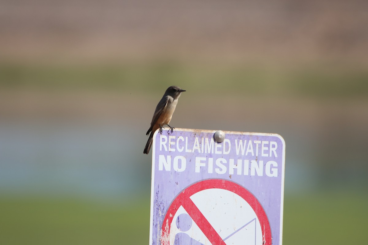 Zimtbauch-Phoebetyrann - ML644214256