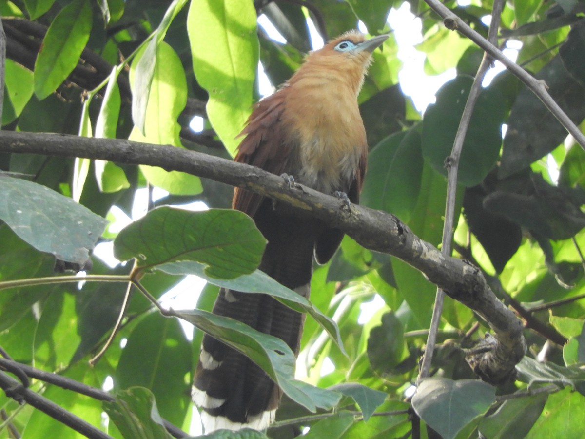 Raffles's Malkoha - ML644214272