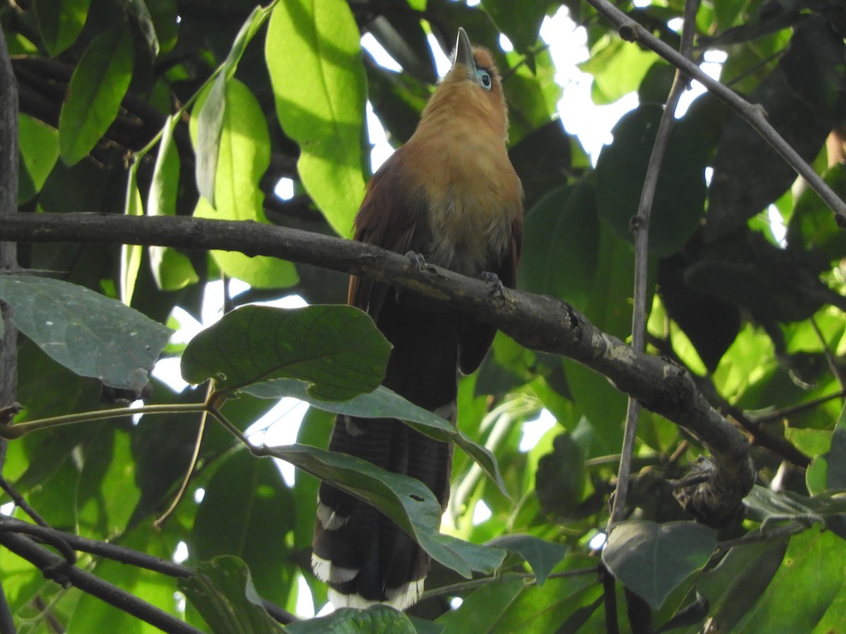 Raffles's Malkoha - ML644214273