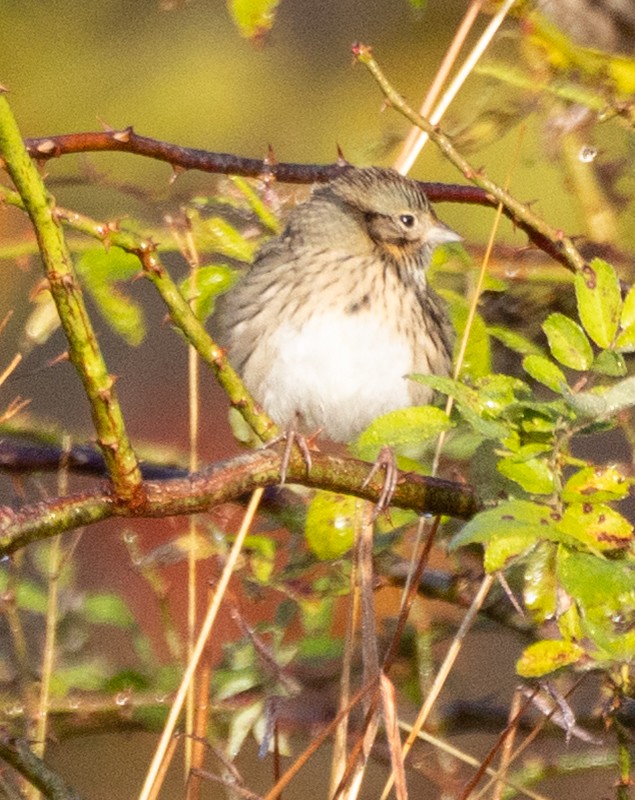 Lincoln's Sparrow - ML644214274