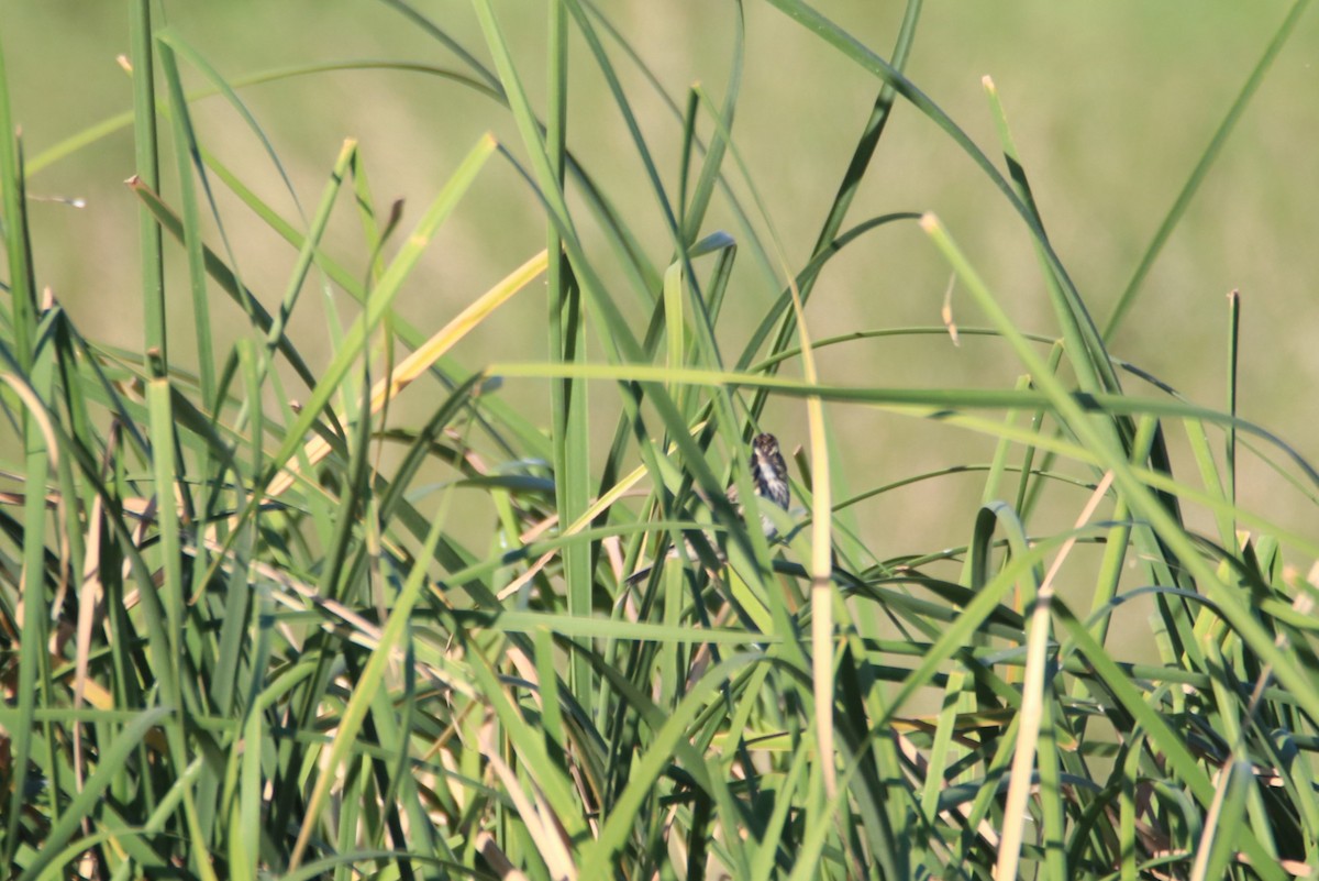 Grasammer - ML644214275