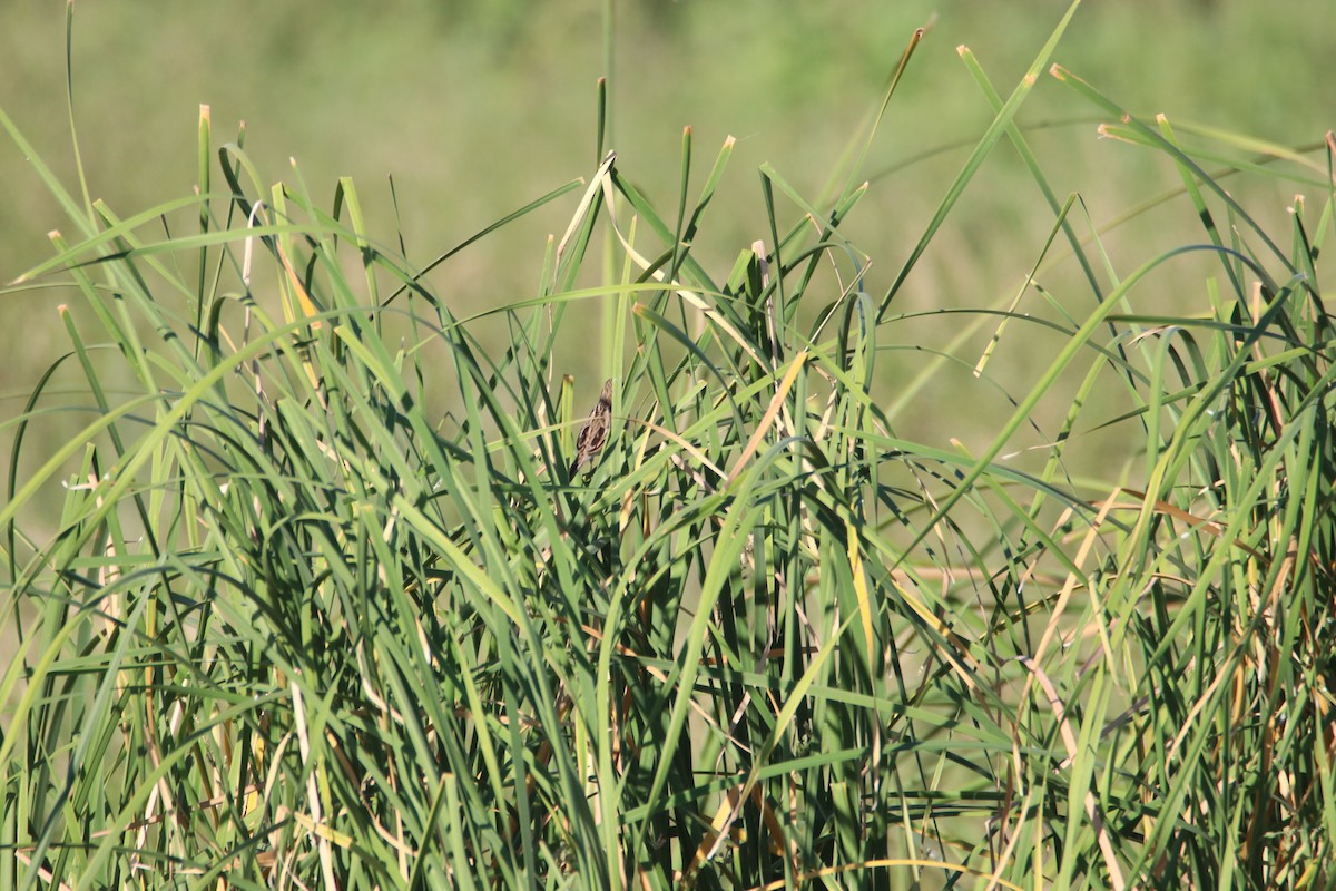 Grasammer - ML644214276