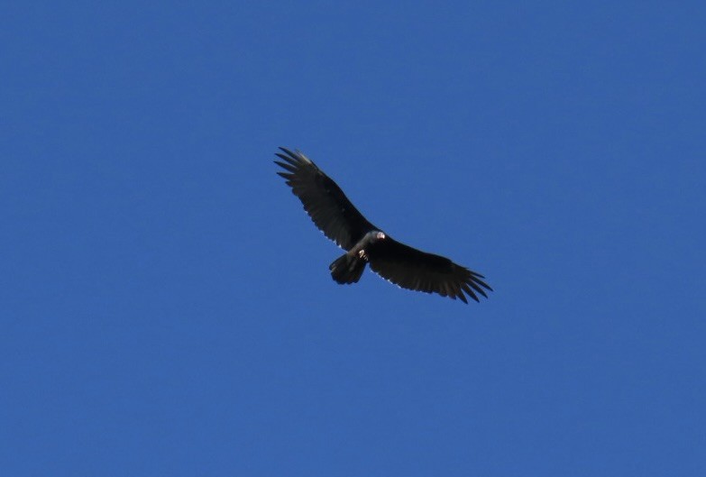 Turkey Vulture - ML644214285