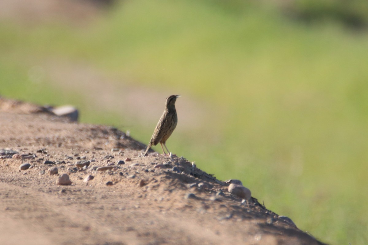 Wiesen-/Chihuahuastärling - ML644214288